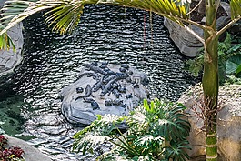海龜,鱷魚,野生動物