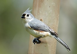 tufted titmouse,鸟,动物