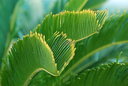 綠色,植物,棕櫚樹