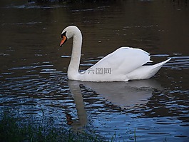 天鵝,鳥,水域