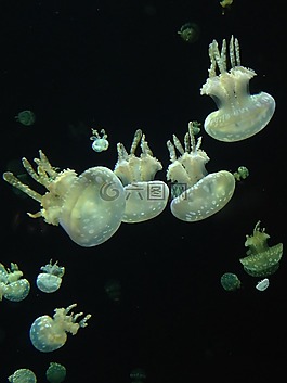 溫哥華水族館,海蜇,水下