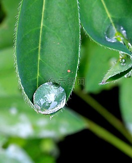 露水,雨,植物