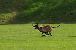 比利時(shí)牧羊犬馬林諾斯犬,狗,運(yùn)行