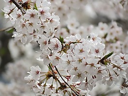 樱桃花,春天,鲜花