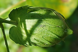绿色棉铃,棉铃,棉花