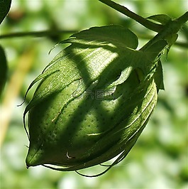 绿色棉铃,棉铃,棉花