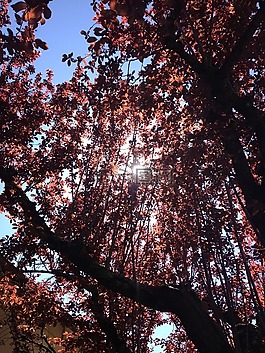 太陽(yáng),樹(shù),光