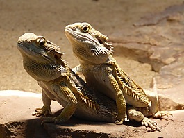 爬行動(dòng)物,留著胡子的龍,pogona vitticeps