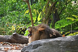 獅子,布朗克斯動(dòng)物園,動(dòng)物