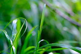 草,葉片草,性質