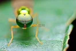 眼,昆蟲,自然