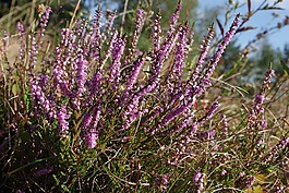 石南属,花卉,秋
