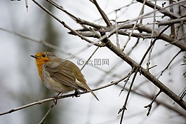 鳥,知更鳥,野生動物