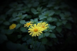 花,多年生,廠