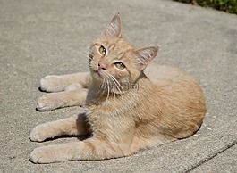 橙色猫,小猫,虎斑猫