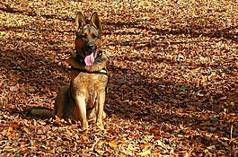 狗,德國牧羊犬,秋