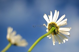 雏菊,蓝色,花