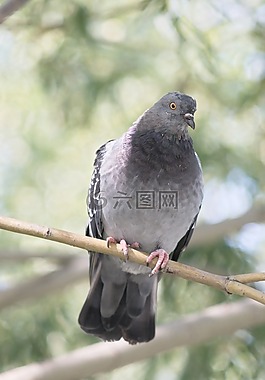 鳥,性質(zhì),鴿子