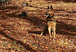 狗,德國牧羊犬,秋