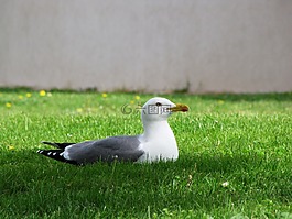 海鷗,鳥,動物