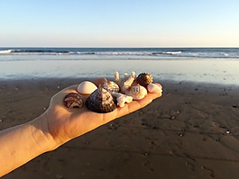 手,貝殼,海洋