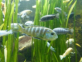 魚,動物,規(guī)模