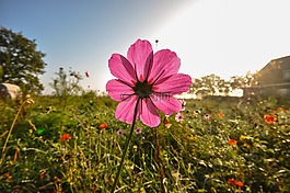 鮮花,野生,上午