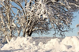 冬天,樹,雪
