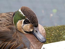 鳥(niǎo),鴨,動(dòng)物