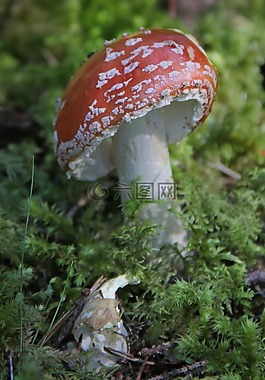飛木耳,蘑菇,秋季