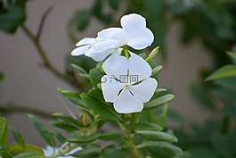 长春,萨达bahar,白