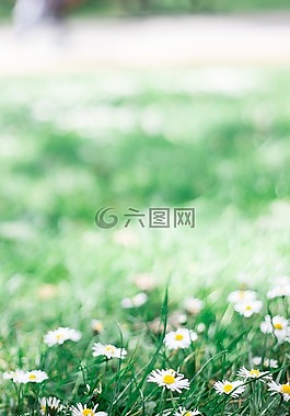 白,花瓣,花