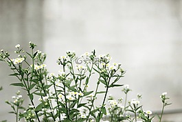 白,花瓣,花