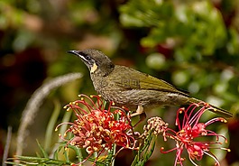 lewin的花蜜,meliphaga lewinii,鸟