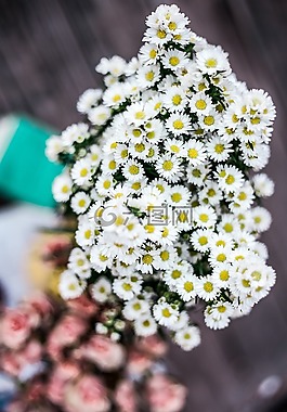 白,花瓣,花