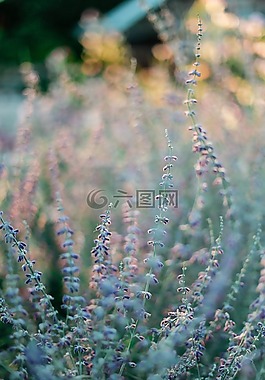花,植物,自然