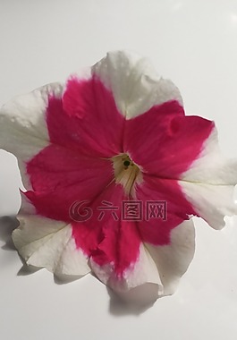 花,白,粉紅色
