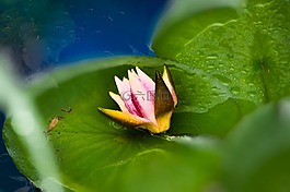 花,睡蓮,tei