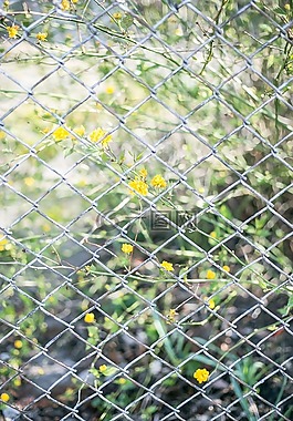 黃色,花,綠色