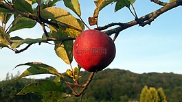 蘋果,水果