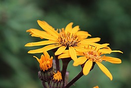 鮮花,黃色,花