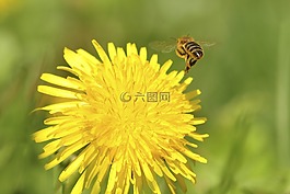 蜜蜂,蒲公英,尼姑
