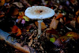 巨型 schirmling,蘑菇,牛肝菌