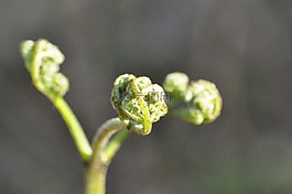 蕨類,葉子,綠色