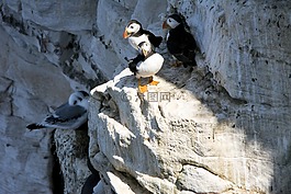 海雀,鳥,自然