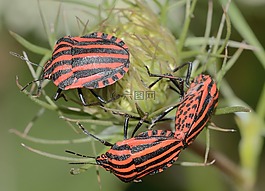 半翅目,bug,graphosoma