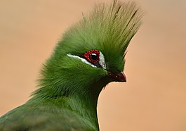 綠冠蕉鵑,鳥,綠色冠毛
