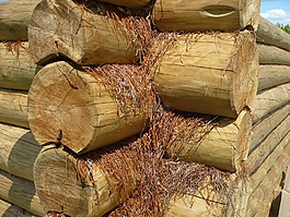 木材,日志,樹(shù)干