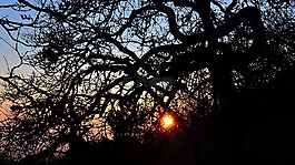 冬季景觀,日落,顏色