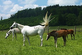 馬匹,動物,馬